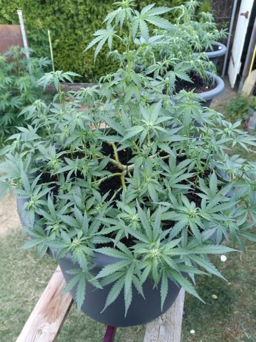 Break-Up Cake Auto-door. Week 6