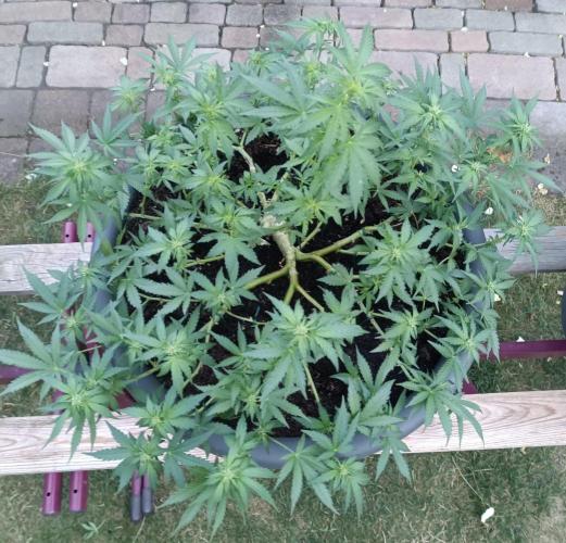 Break-Up Cake Auto-door. Week 6