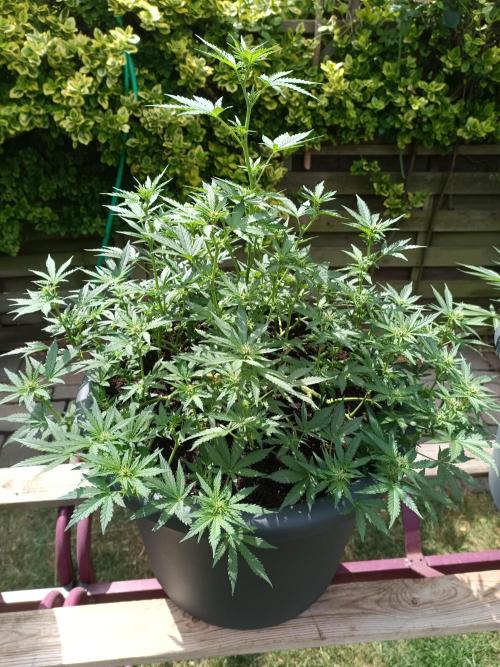 Break-Up Cake Auto-door. Week 6