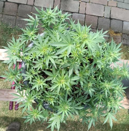 Break-Up Cake Auto. Week 6
