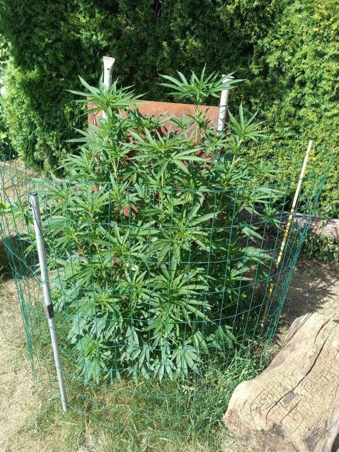 Fat-Bastard Outdoor 🥦👨‍🌾🐝. Week 13