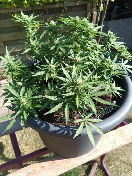 Light-Mix. Week 7