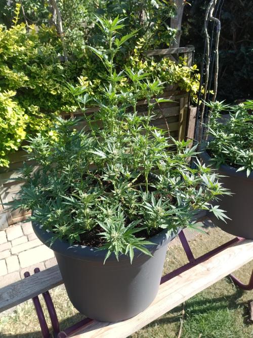 Break-Up Cake Auto. Week 7