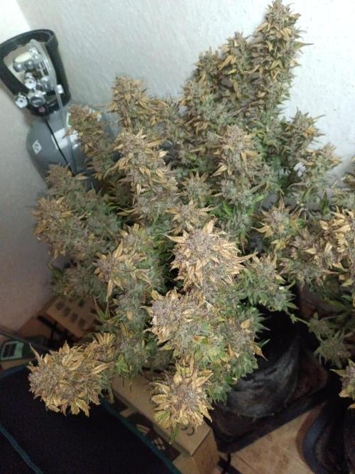 Purple People Eater Auto. Week 13