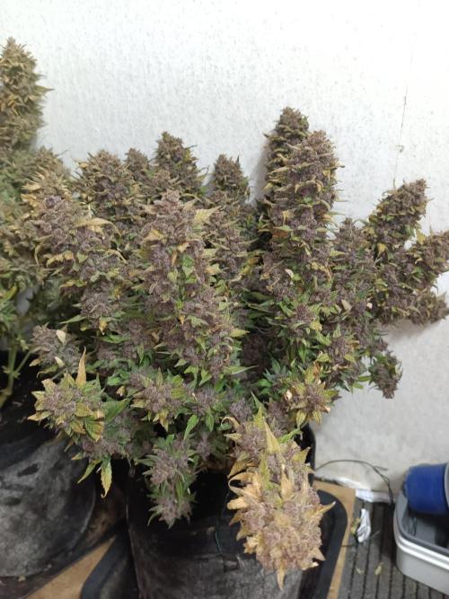 Lemon Cherry Cookies Auto. Week 13