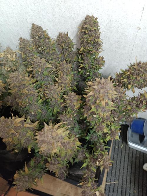 Lemon Cherry Cookies Auto. Week 13