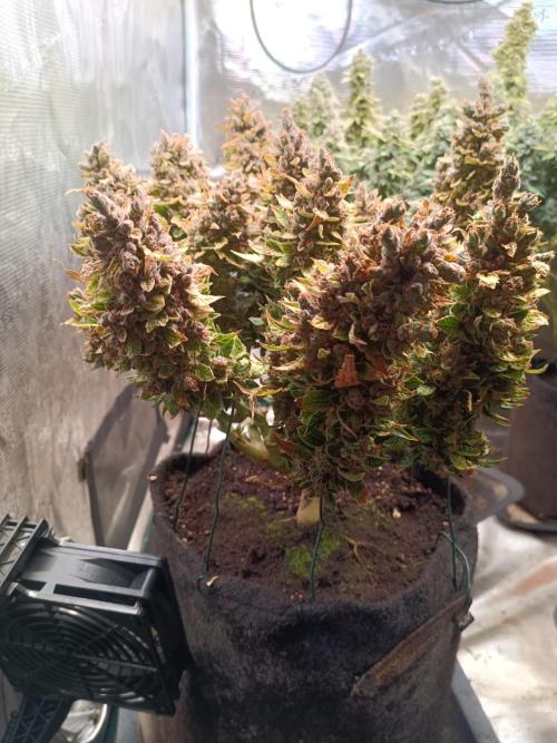 Dankberry Auto-Deep Pots, Full Potential. Week 13