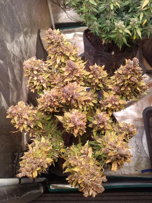 Dankberry Auto-Deep Pots, Full Potential. Week 13