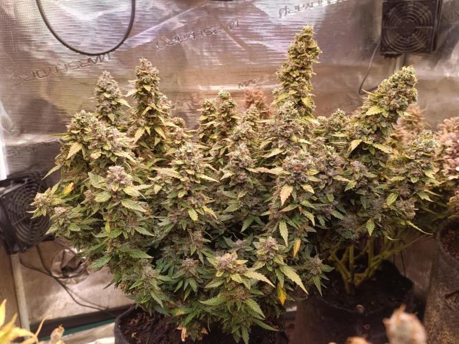 Dankberry Auto-Deep Pots, Full Potential. Week 13