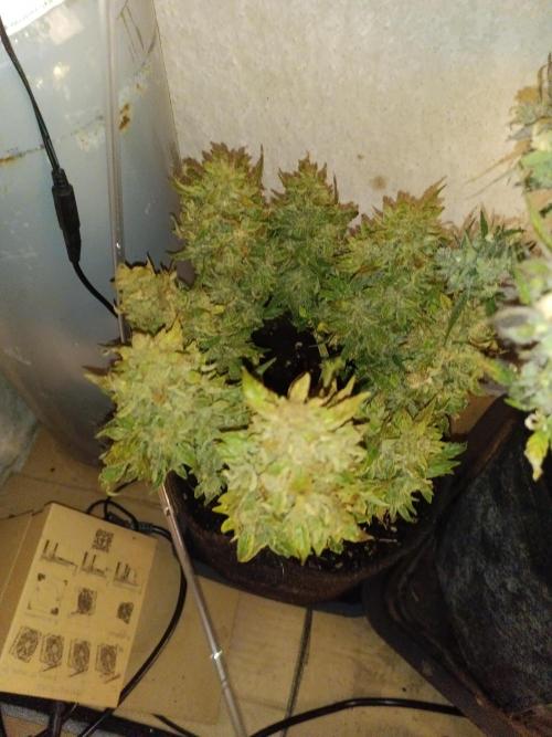 Dankberry Auto. Week 13