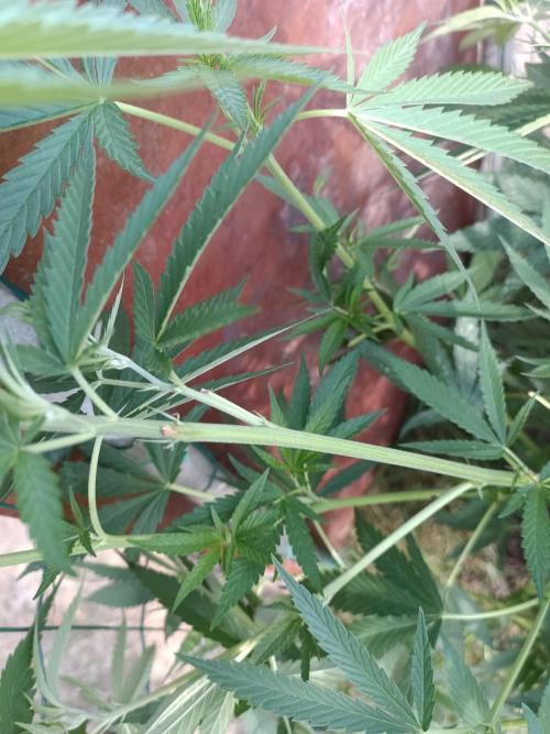 Fat-Bastard Outdoor 🥦👨‍🌾🐝. Week 13