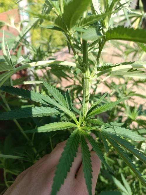 Fat-Bastard Outdoor 🥦👨‍🌾🐝. Week 13