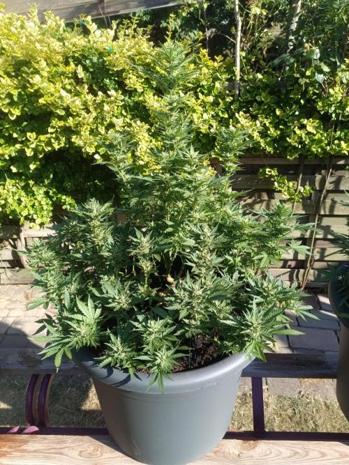 Break-Up Cake Auto-door. Week 8