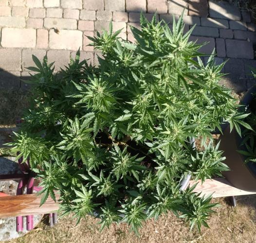 Break-Up Cake Auto-door. Week 8