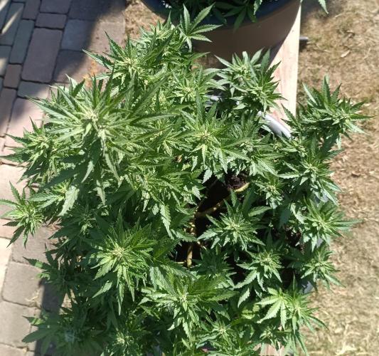 Break-Up Cake Auto-door. Week 8