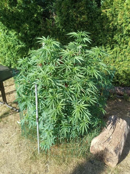 Fat-Bastard Outdoor 🥦👨‍🌾🐝. Week 14