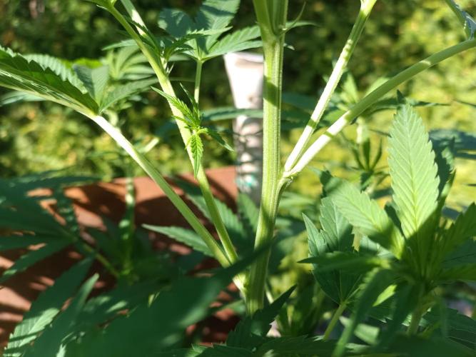 Fat-Bastard Outdoor 🥦👨‍🌾🐝. Week 14