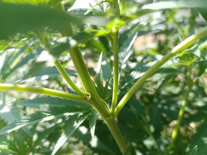 Fat-Bastard Outdoor 🥦👨‍🌾🐝. Week 14