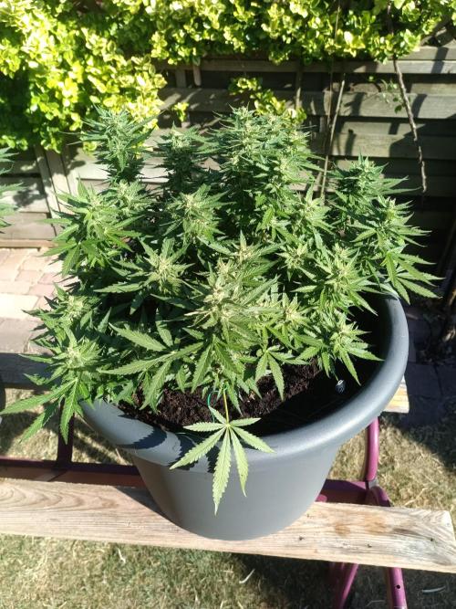 Dankberry the Second Outdoor-Queen. Week 8