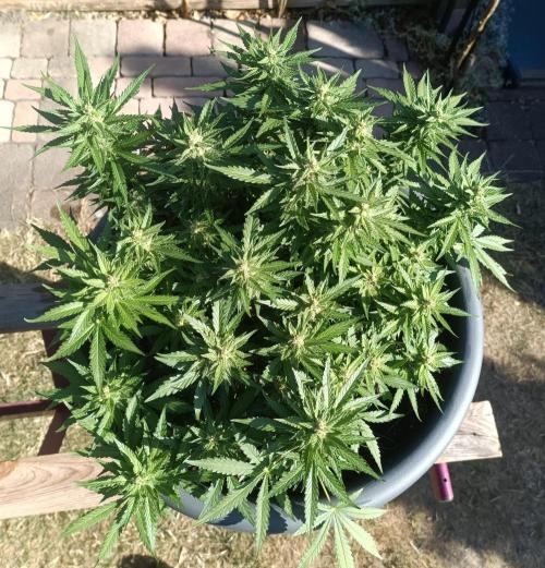 Dankberry the Second Outdoor-Queen. Week 8