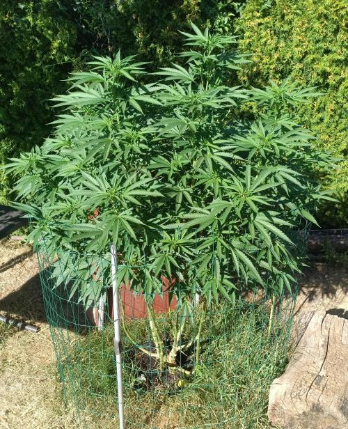 Fat-Bastard Outdoor 🥦👨‍🌾🐝. Week 15