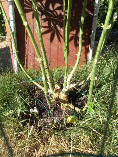 Fat-Bastard Outdoor 🥦👨‍🌾🐝. Week 15