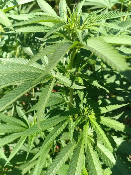 Fat-Bastard Outdoor 🥦👨‍🌾🐝. Week 15