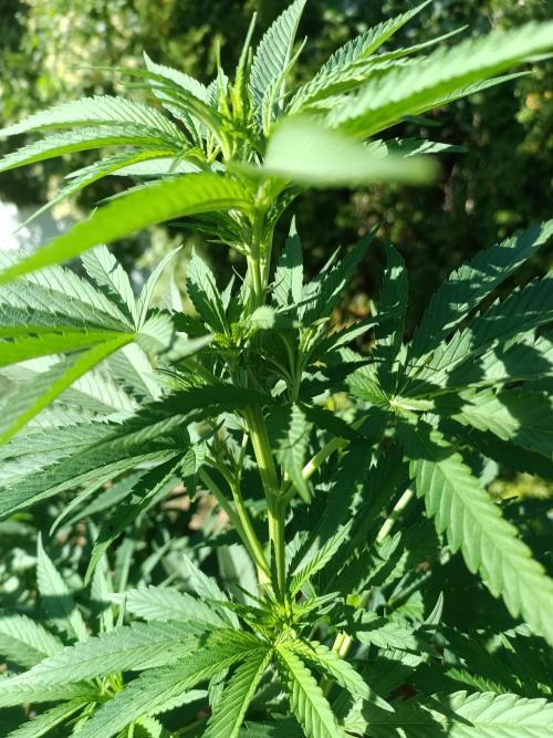 Fat-Bastard Outdoor 🥦👨‍🌾🐝. Week 15