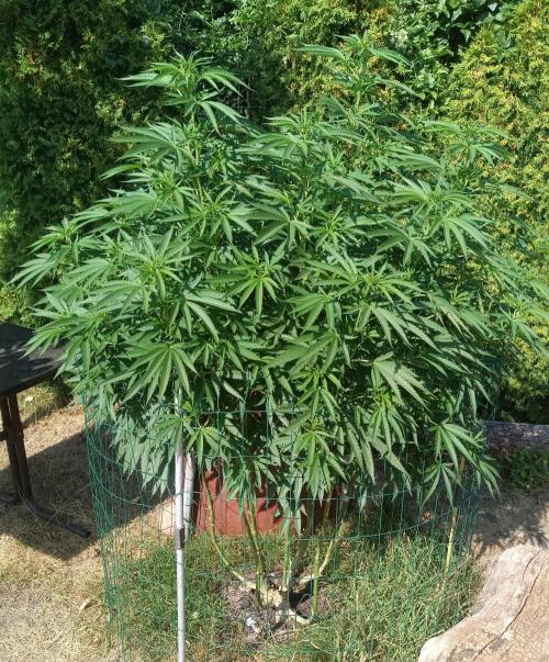 Fat-Bastard Outdoor 🥦👨‍🌾🐝. Week 15
