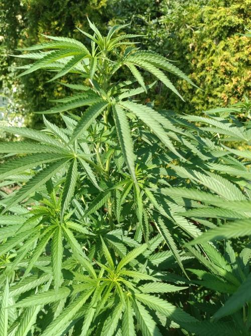 Fat-Bastard Outdoor 🥦👨‍🌾🐝. Week 15