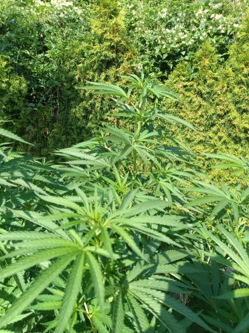 Fat-Bastard Outdoor 🥦👨‍🌾🐝. Week 15