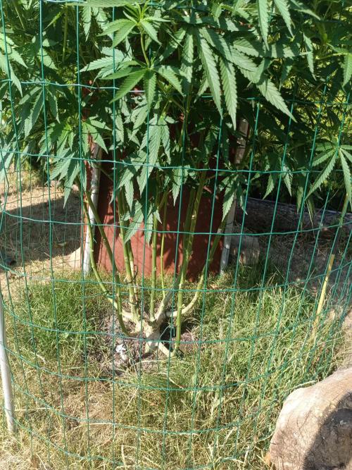 Fat-Bastard Outdoor 🥦👨‍🌾🐝. Week 15