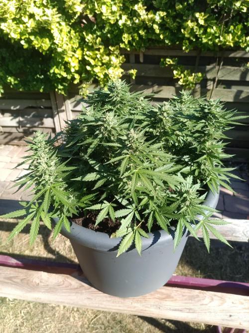 Dankberry the Second Outdoor-Queen. Week 9