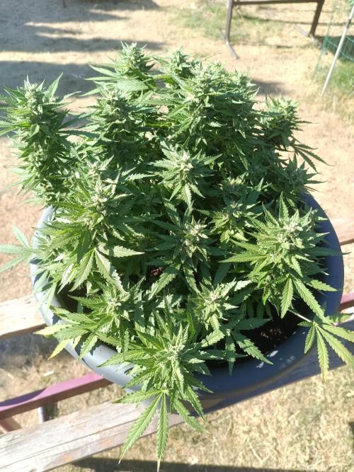 Dankberry the Second Outdoor-Queen. Week 9