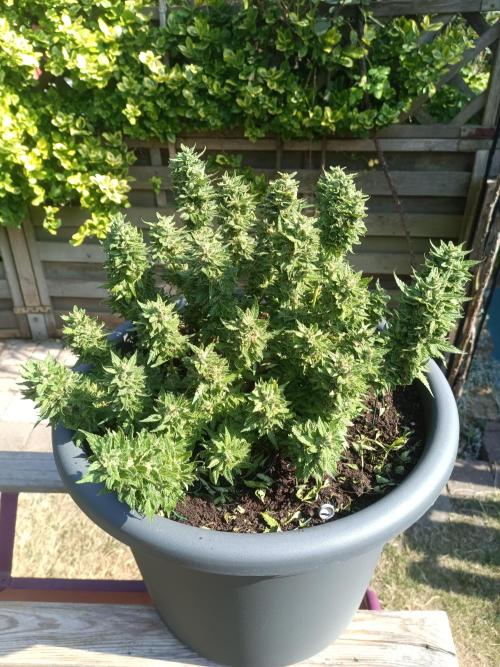 Dankberry the Second Outdoor-Queen. Week 9
