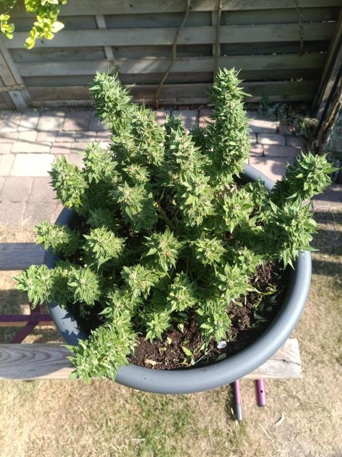Dankberry the Second Outdoor-Queen. Week 9