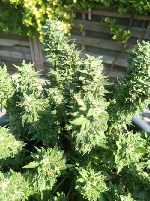 Dankberry the Second Outdoor-Queen. Week 9