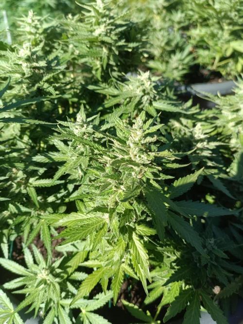 Dankberry the Second Outdoor-Queen. Week 9