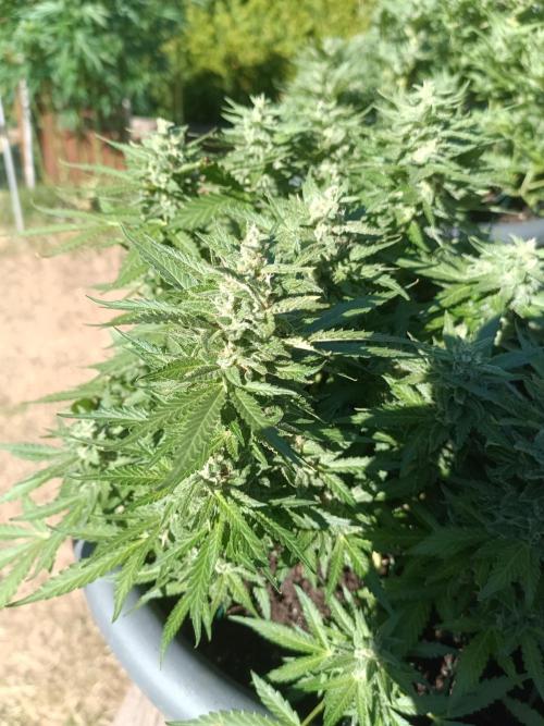 Dankberry the Second Outdoor-Queen. Week 9