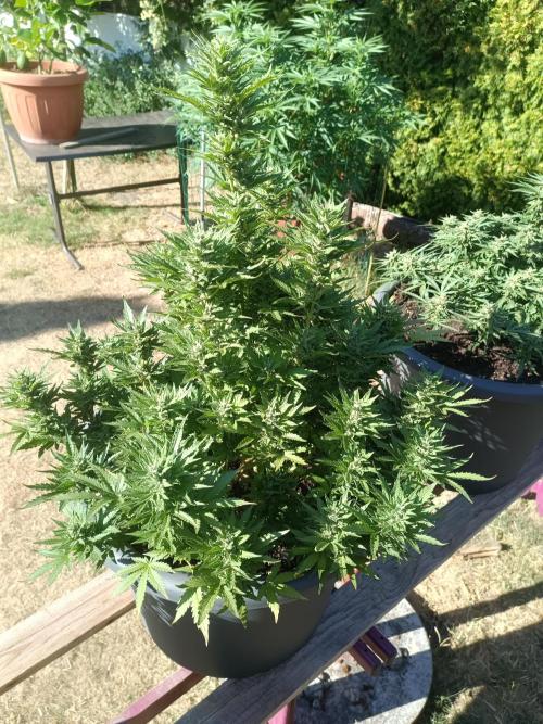 Break-Up Cake Auto-door. Week 9