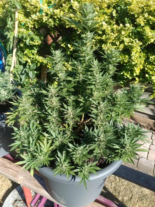Break-Up Cake Auto-door. Week 9