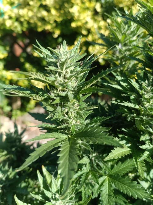 Break-Up Cake Auto-door. Week 9