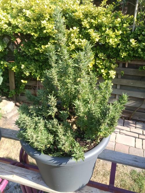 Break-Up Cake Auto-door. Week 9