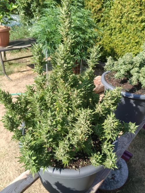 Break-Up Cake Auto-door. Week 9