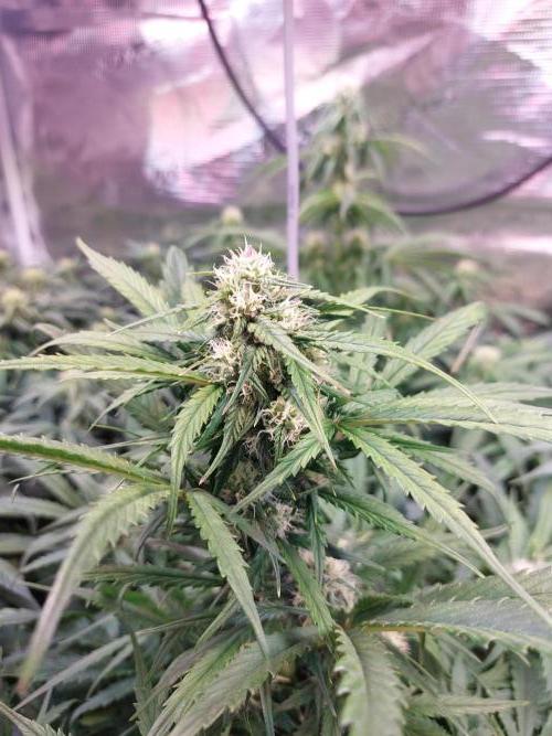 Blueberry + Critical Kush testing Setup. Week 6