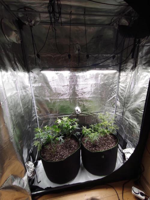 1st living soil run. Week 4 - Linker Topf 2 x Blueberry cheesecake 

Rechter Topf Gipsy haze und Somango