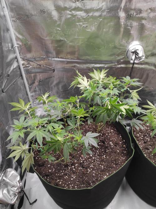 1st living soil run. Week 4 - 2 x Blueberry Cheesecake 
Female seeds 