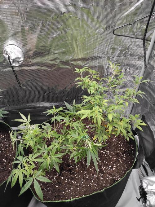1st living soil run. Week 4 - Links vorne Gipsy haze von Eva seeds , rechts hinten Somango