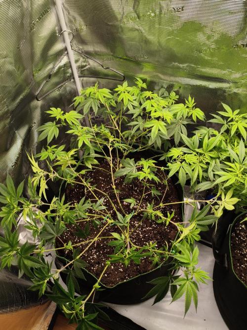 1st living soil run. Week 5 - Erstes Training für die Ladys 