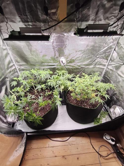 1st living soil run. Week 5 - 4 Tage nach dem einsetzen 